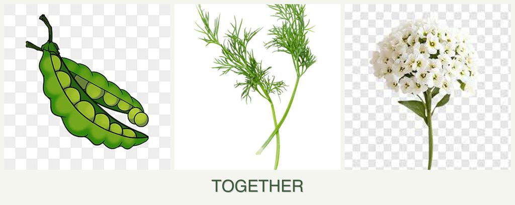 Can you plant peas, dill and alyssum together?