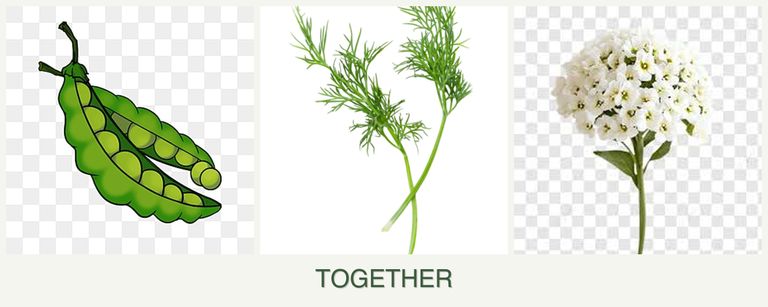 Can you plant peas, dill and alyssum together?