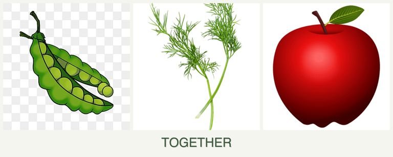 Can you plant peas, dill and apples together?