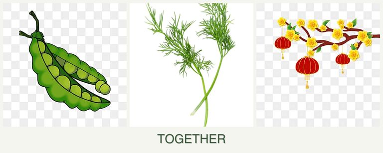 Can you plant peas, dill and apricots together?