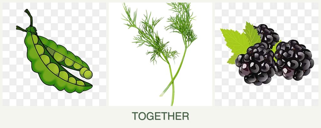 Can you plant peas, dill and blackberries together?