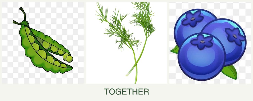 Can you plant peas, dill and blueberries together?
