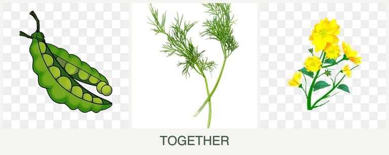 Can you plant peas, dill and calendula together?