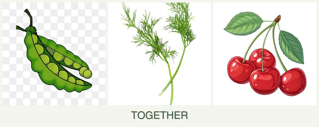 Can you plant peas, dill and cherries together?