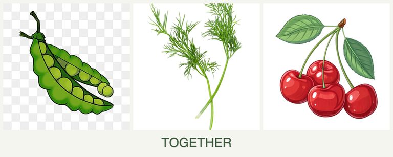 Can you plant peas, dill and cherries together?