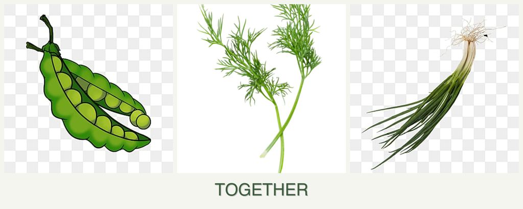 Can you plant peas, dill and chives together?