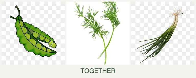 Can you plant peas, dill and chives together?