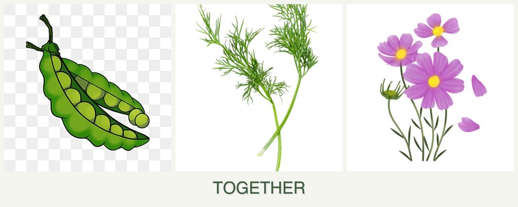 Can you plant peas, dill and cosmos together?