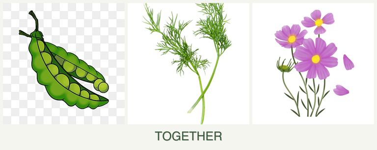 Can you plant peas, dill and cosmos together?