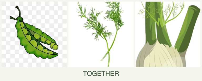 Can you plant peas, dill and fennel together?