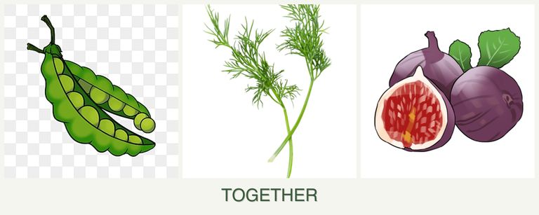 Can you plant peas, dill and figs together?