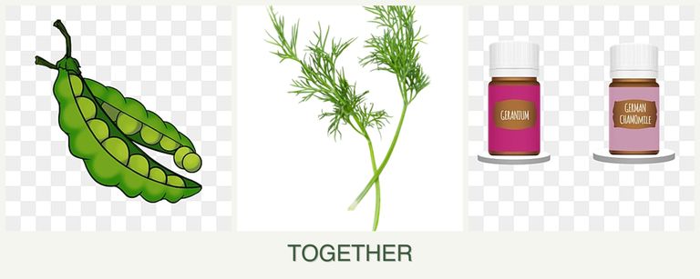 Can you plant peas, dill and geraniums together?