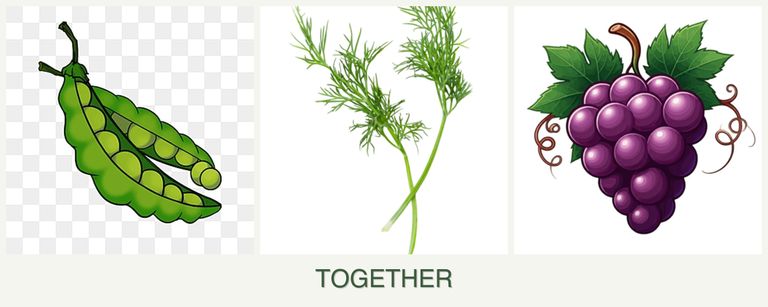 Can you plant peas, dill and grapes together?