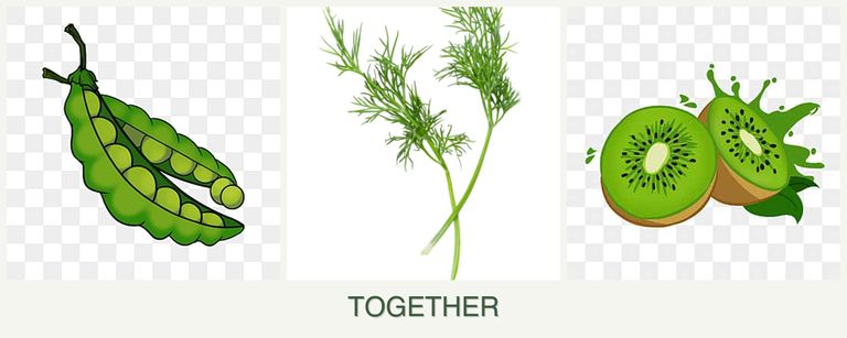 Can you plant peas, dill and kiwi together?