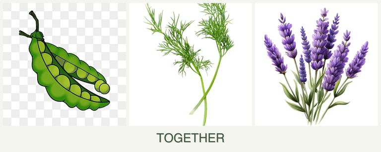 Can you plant peas, dill and lavender together?