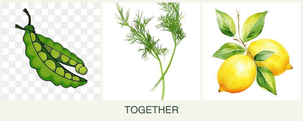 Can you plant peas, dill and lemons together?