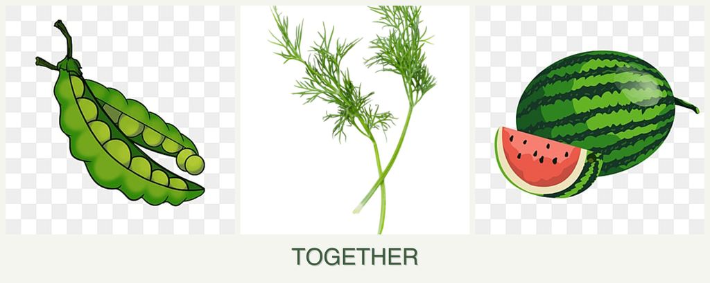 Can you plant peas, dill and melons together?