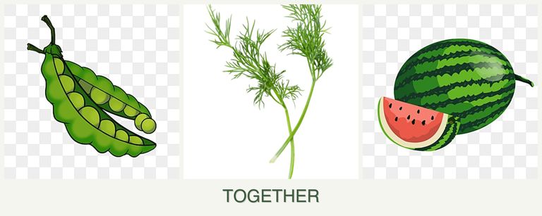 Can you plant peas, dill and melons together?