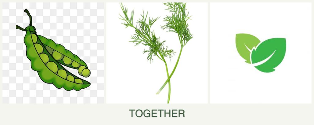 Can you plant peas, dill and mint together?