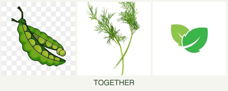Can you plant peas, dill and mint together?