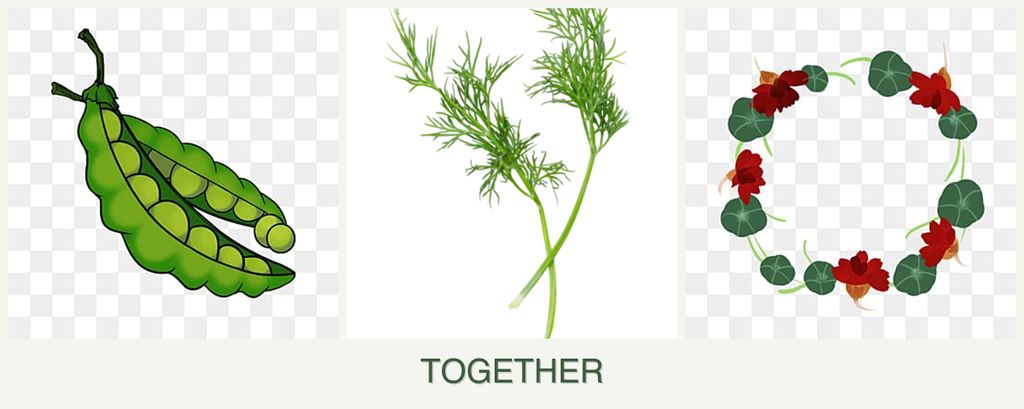 Can you plant peas, dill and nasturtiums together?
