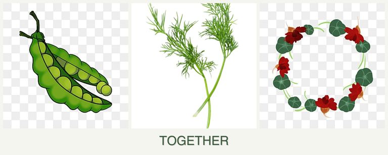 Can you plant peas, dill and nasturtiums together?