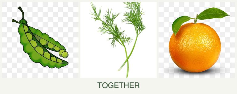 Can you plant peas, dill and oranges together?