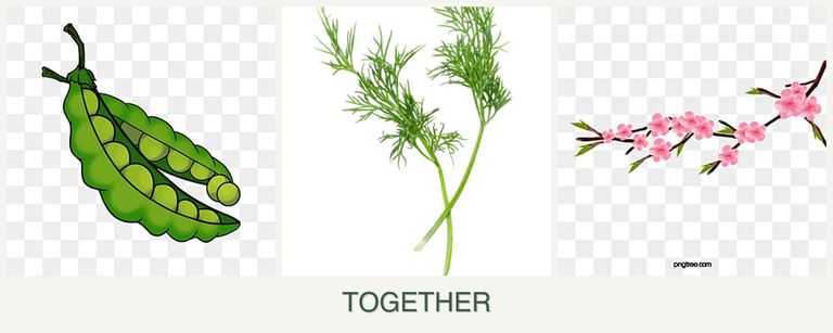 Can you plant peas, dill and peaches together?