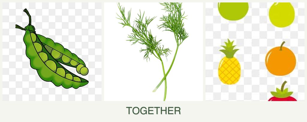 Can you plant peas, dill and pears together?