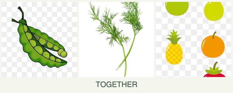 Can you plant peas, dill and pears together?