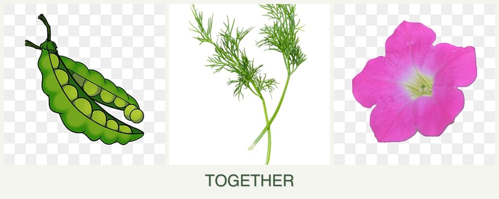 Can you plant peas, dill and petunias together?