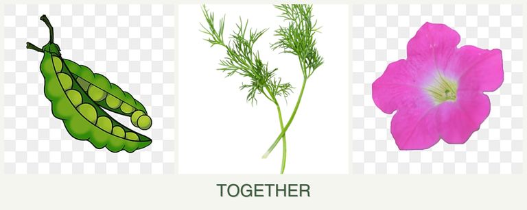 Can you plant peas, dill and petunias together?