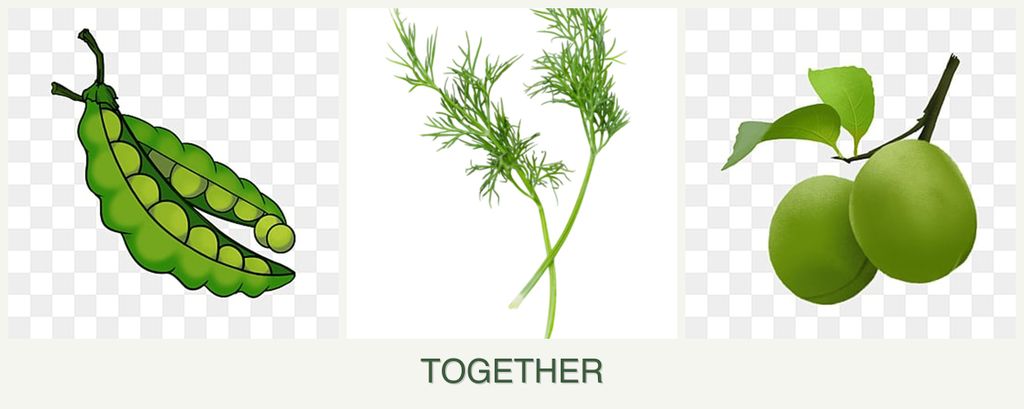 Can you plant peas, dill and plums together?