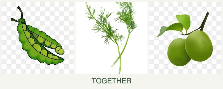 Can you plant peas, dill and plums together?