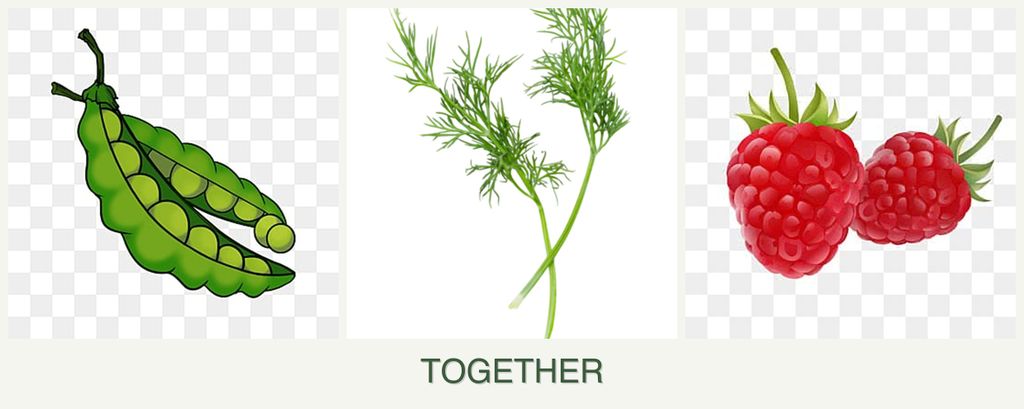 Can you plant peas, dill and raspberries together?