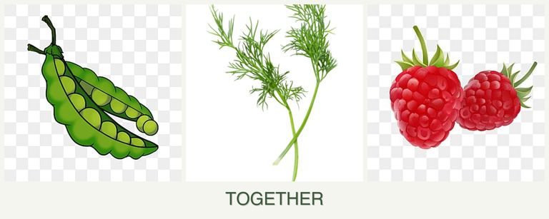 Can you plant peas, dill and raspberries together?