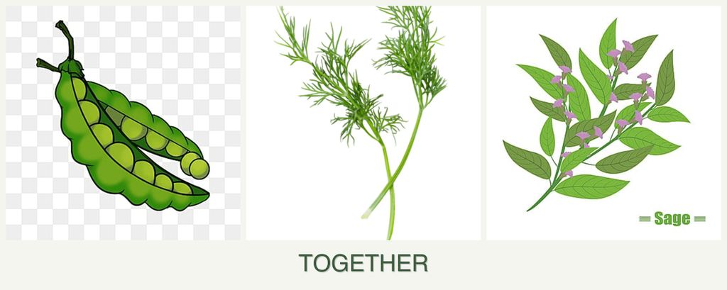 Can you plant peas, dill and sage together?