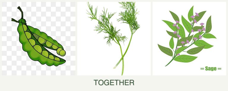 Can you plant peas, dill and sage together?