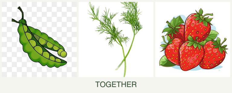 Can you plant peas, dill and strawberries together?
