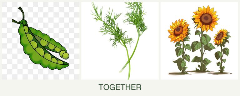 Can you plant peas, dill and sunflowers together?
