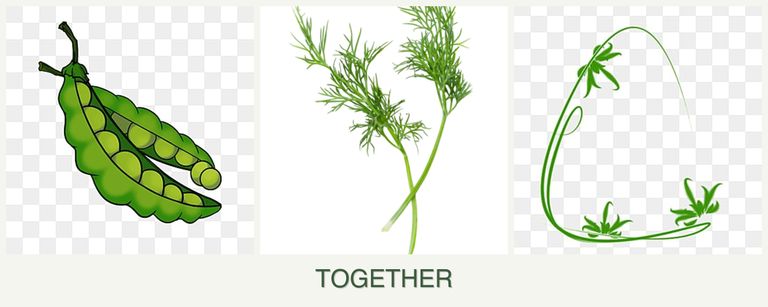 Can you plant peas, dill and tarragon together?