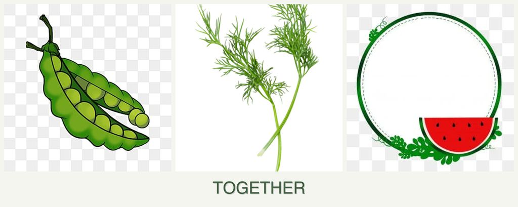 Can you plant peas, dill and watermelons together?