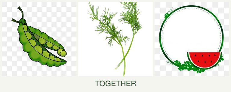 Can you plant peas, dill and watermelons together?