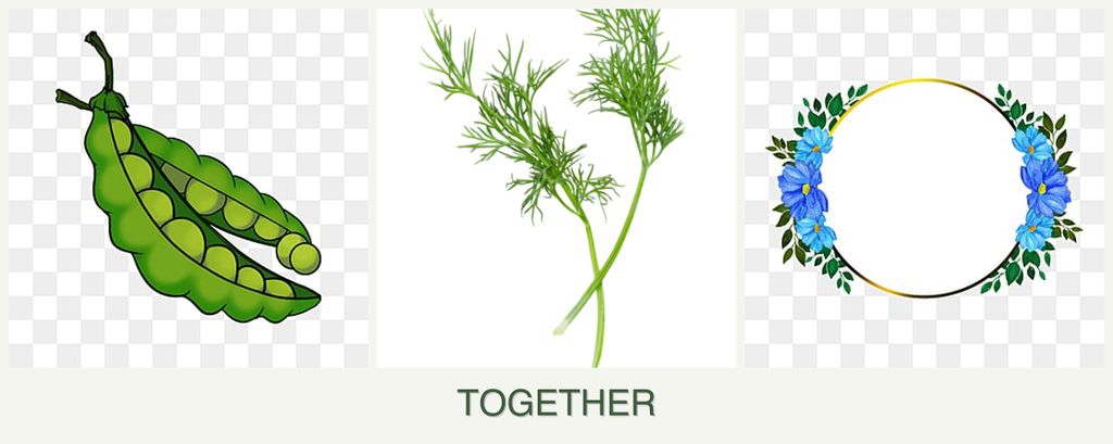 Can you plant peas, dill and zinnias together?