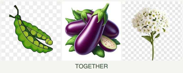 Can you plant peas, eggplant and alyssum together?