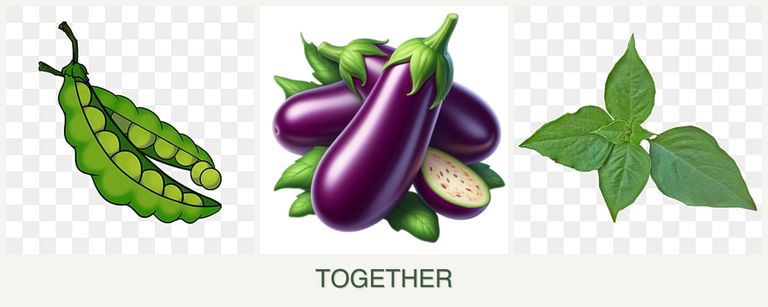 Can you plant peas, eggplant and basil together?