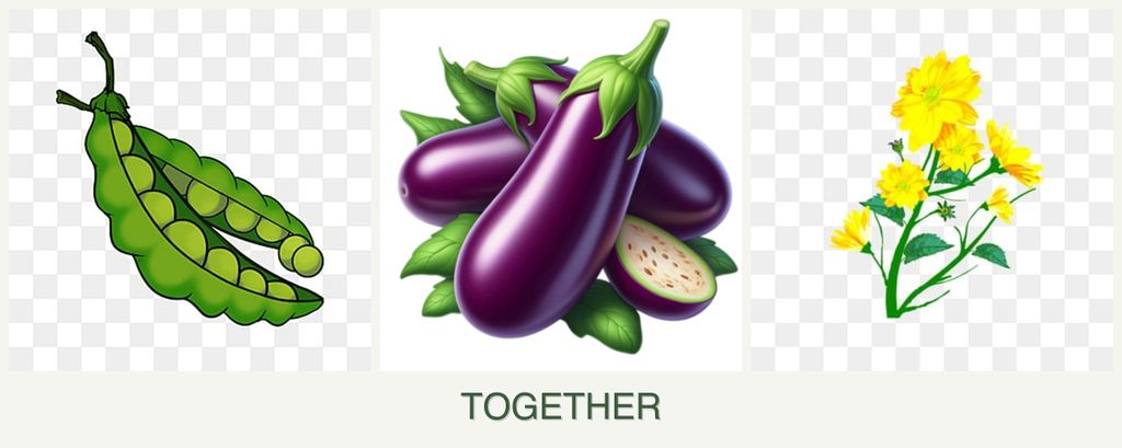 Can you plant peas, eggplant and calendula together?