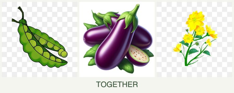 Can you plant peas, eggplant and calendula together?