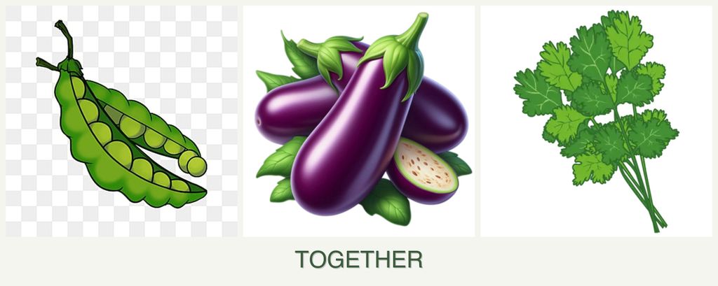 Can you plant peas, eggplant and cilantro together?