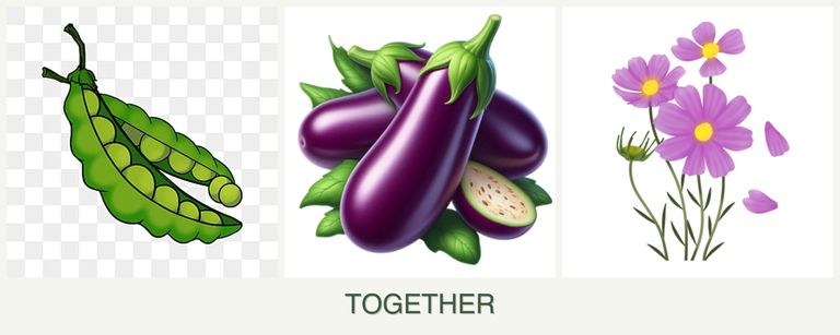Can you plant peas, eggplant and cosmos together?